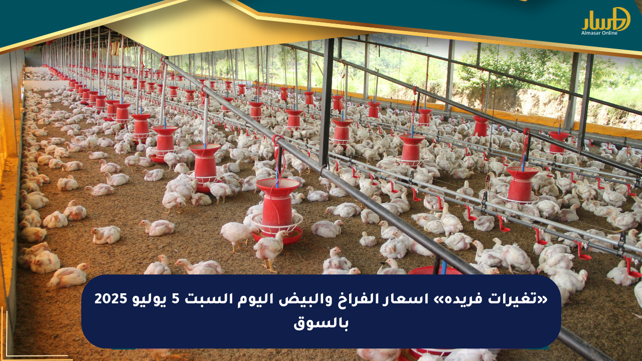 «تغيرات فريدة» أسعار الفراخ والبيض اليوم السبت 5 يوليو 2025 بالسوق